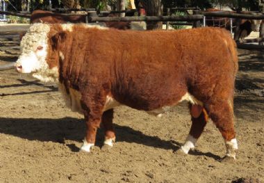 Miquiline Forty Creeck - 